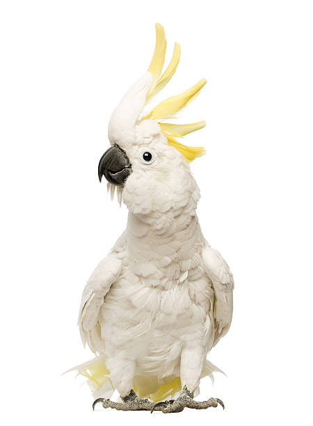 Sulphur-crested Cockatoo, Cacatua galerita, 30 years old, with crest up Sulphur-crested Cockatoo, Cacatua galerita, 30 years old, with crest up in front of white background parrot stock pictures, royalty-free photos & images