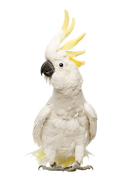 Sulphur-crested Cockatoo, Cacatua galerita, 30 years old, with crest up Sulphur-crested Cockatoo, Cacatua galerita, 30 years old, with crest up in front of white background cockatoo stock pictures, royalty-free photos & images