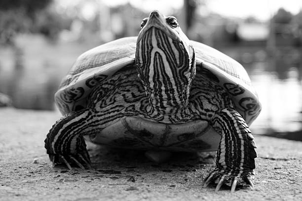 istock Closeup black and white asian turtle walking on the ground 529670334
