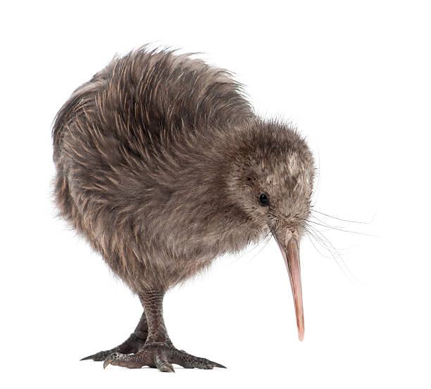 istock North Island Brown Kiwi, Apteryx mantelli, 5 months old, standing 529670404