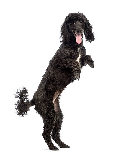 istock Poodle, 5 years old, in front of white background 529670794