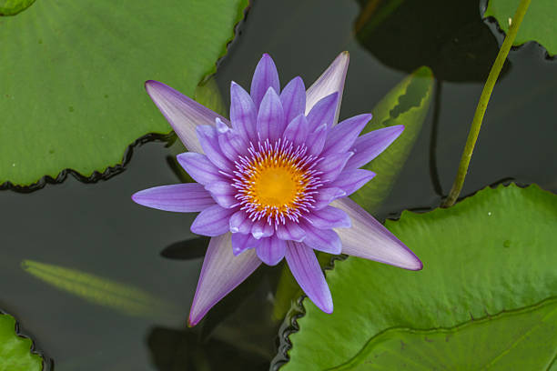 istock purple lotus flower 529672066