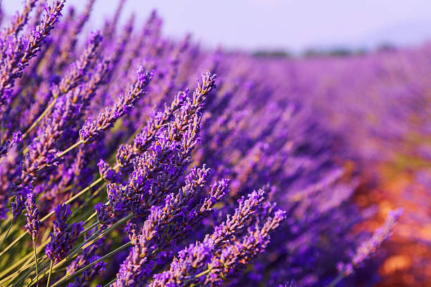 istock Beautiful colors purple lavender fields near Valensole, Provence 529673078