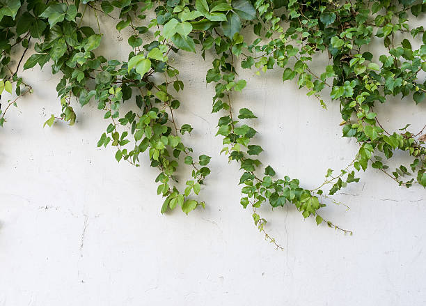 istock ivy leaves isolated on a white background 529673176