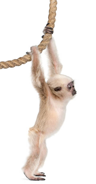 Young Pileated Gibbon Hylobates Pileatus, hanging from rope Young Pileated Gibbon, 4 months old, Hylobates Pileatus, hanging from rope in front of white background young pileated gibbon stock pictures, royalty-free photos & images