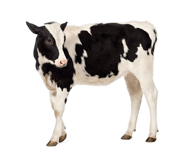 istock Side view of a Veal, 8 months old, looking backwards 529673438