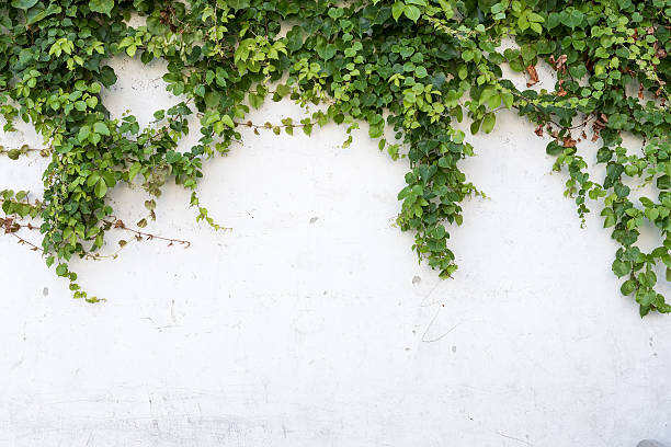 ivy leaves isolated on a white background