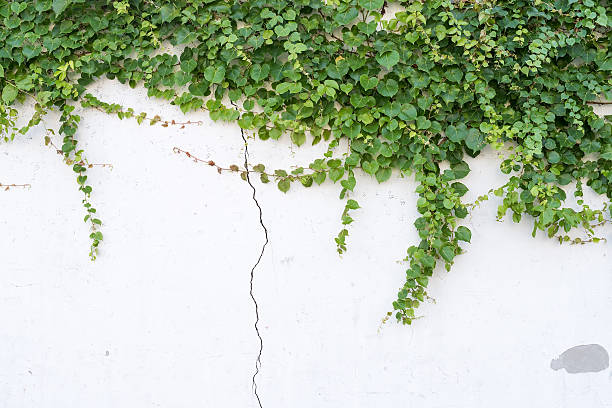 istock ivy leaves isolated on a white background 529673908