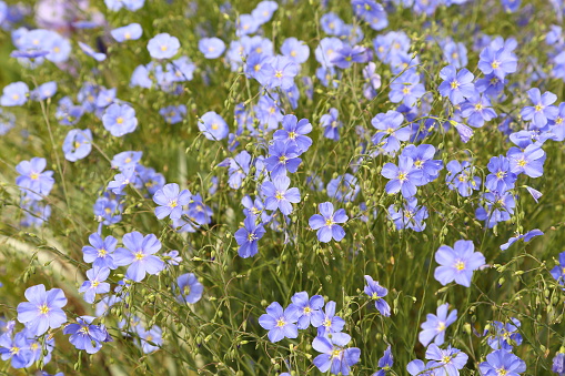 Flax is one of the oldest cultivated plants.