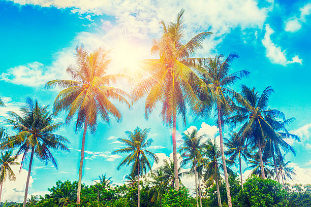 istock palm trees on a beautiful clunds 529674142