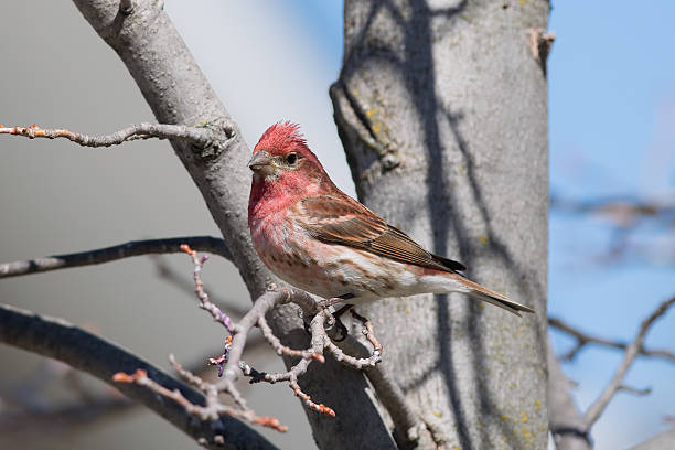 istock Male Purple Finch sitting in a tree. 529674484