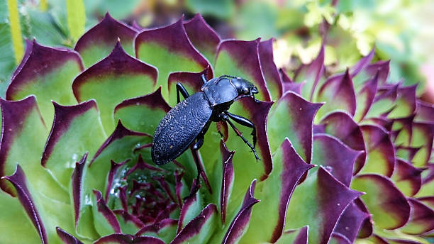 Carabus coriaceus beetle Carabus coriaceus beetle from Carabus family on rosette of Aeonium haworthii carabus coriaceus stock pictures, royalty-free photos & images