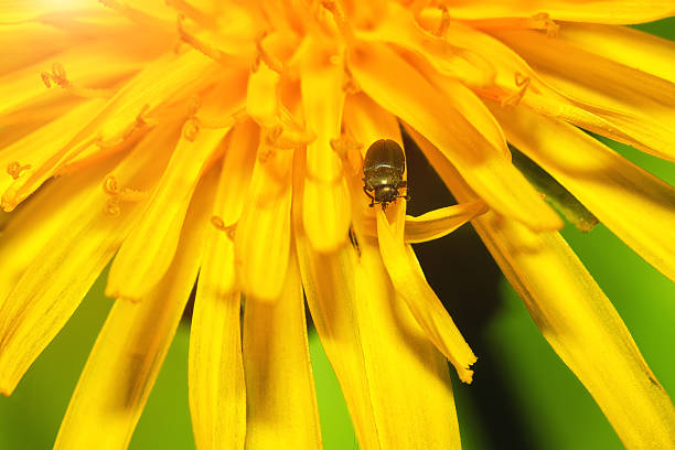 istock close up of a bug on dandelion flower 529675212