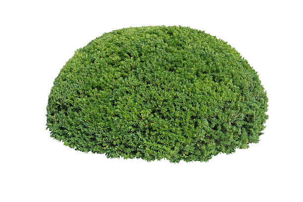 istock Green bush isolated on white background 529675590
