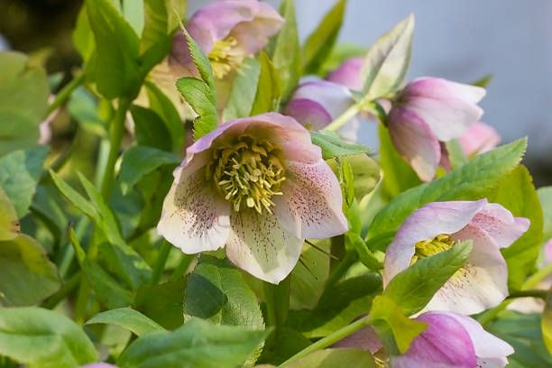 istock Hellebore flower, spring day in the garden  (helleborus foetidus) 529675682