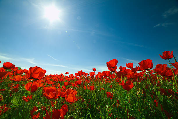 champ de coquelicots avec ciel bleu et soleil. beau paysage. - flower red poppy sky photos et images de collection