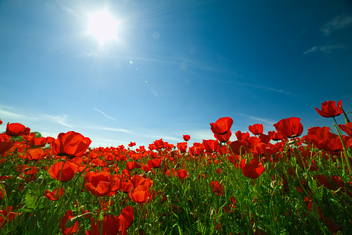 Poppies field with blue sky and sun. Beautiful landscape.