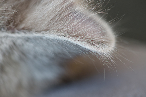 Macro shot of an ear of chartreux cat