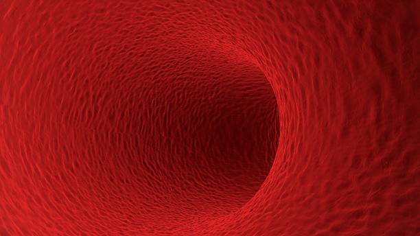 naczynia krwionośnego. 3 d ilustracja - human blood vessel human artery human cardiovascular system human vein zdjęcia i obrazy z banku zdjęć