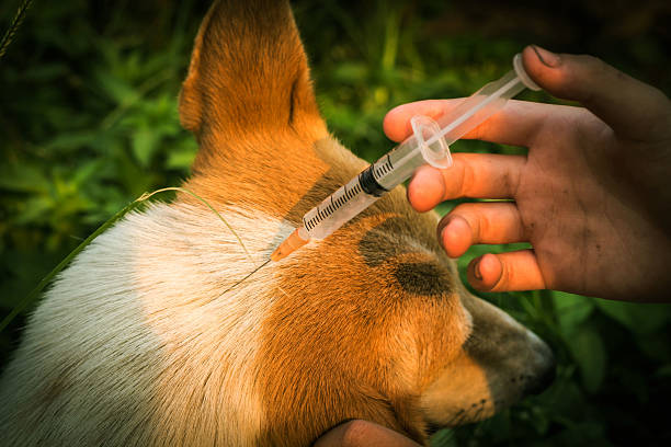 istock Dog injection by a veterinarian 529676942