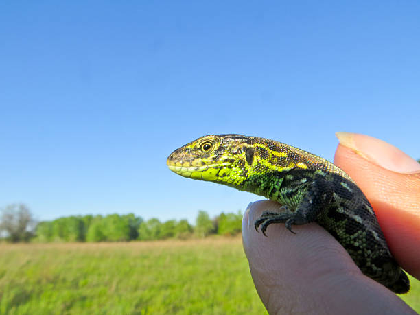 istock Little green lizard in the hand 529677498