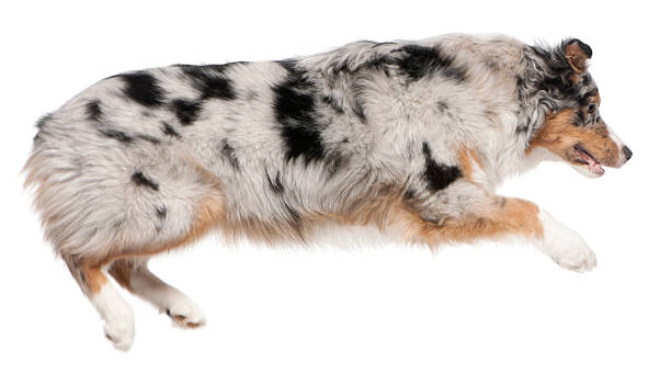 istock Australian Shepherd dog jumping, 7 months old, 529678410
