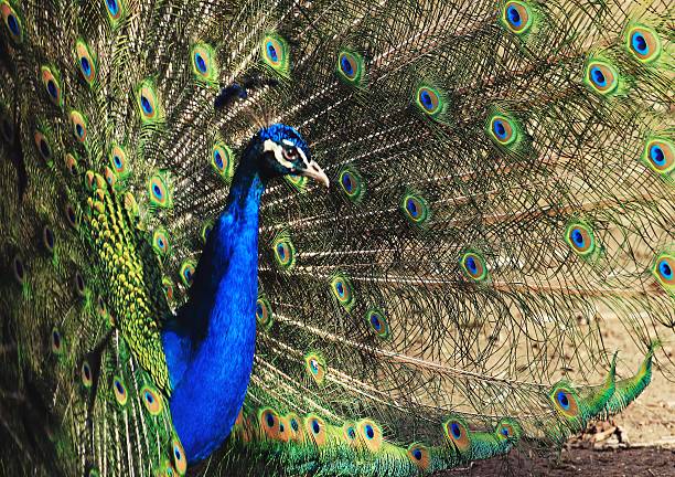 istock zoo animals, Almaty, Kazakhstan 529679104