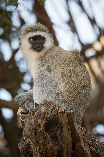 istock Close up of a vervet monkey 529679246