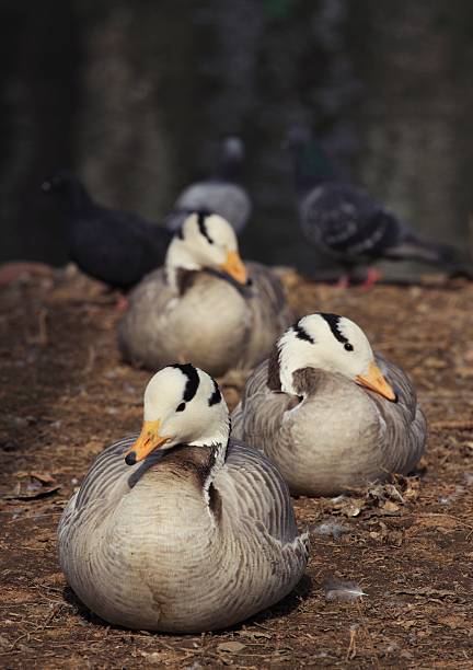 istock zoo animals, Almaty, Kazakhstan 529679286