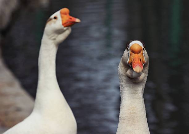 Portrait of a goose and duck, closeup, side view, isolated on white background