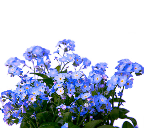 istock bunch of forget me not flowers 529679604
