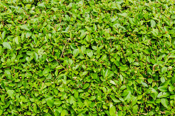 istock Hedge of Evergreen 529679630
