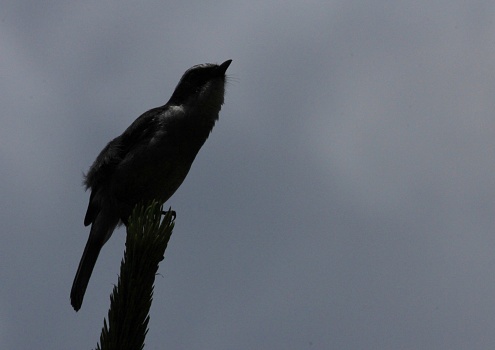 A silhouette of a crow sitting on a branch of a leafless, bare tree