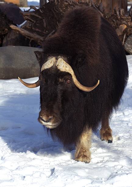 istock zoo animals, Moscow, Russia 529680666