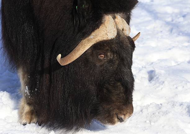 istock zoo animals, Moscow, Russia 529680742