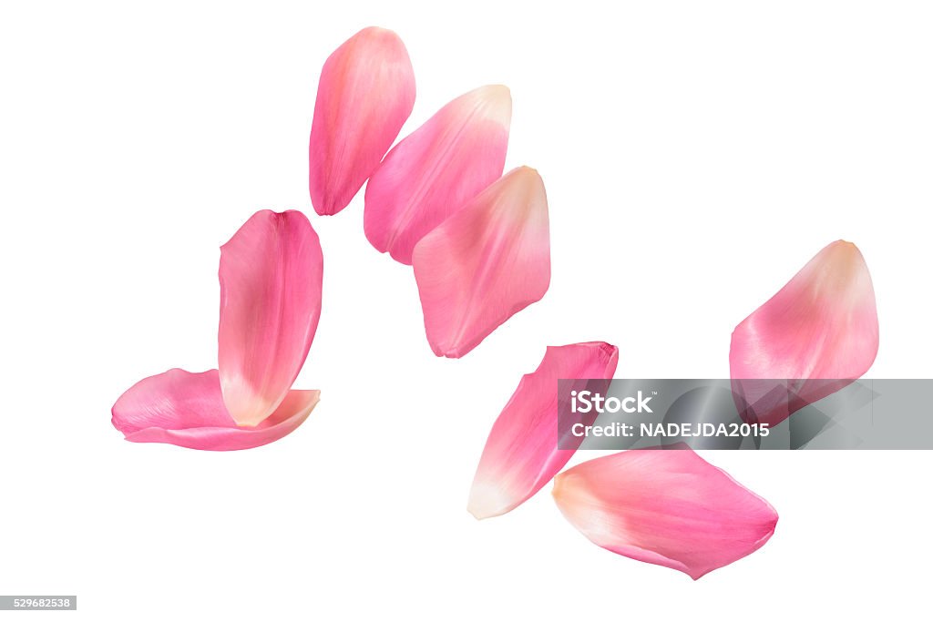 ピンクのチューリップペタル�ズ絶縁 - 花びらのロイヤリティフリーストックフォト
