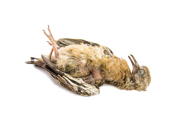 istock Dead bird close up, juvenile spotted dove 529682918