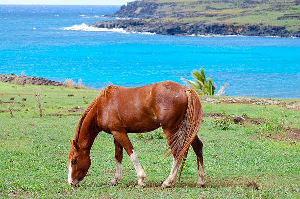 istock Horse on Coastal Pasture - Easter Island 529683758