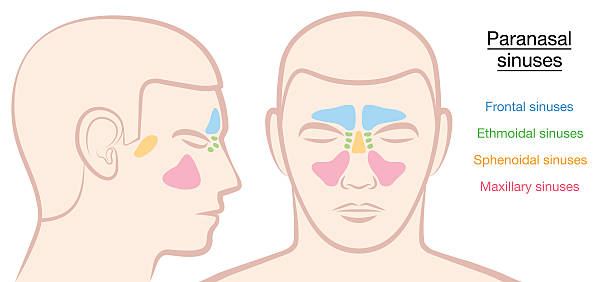 ilustrações, clipart, desenhos animados e ícones de seios paranasais rosto masculino - nasal cavity