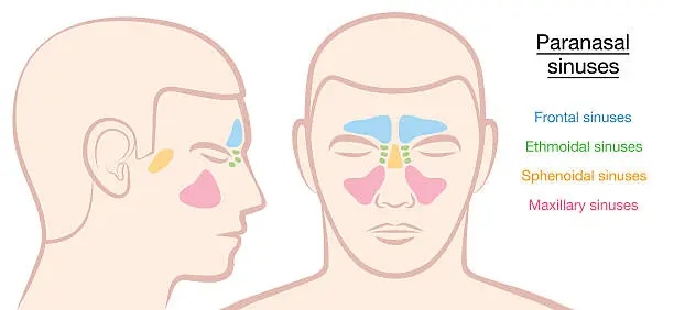 Vector illustration of Paranasal Sinuses Male Face