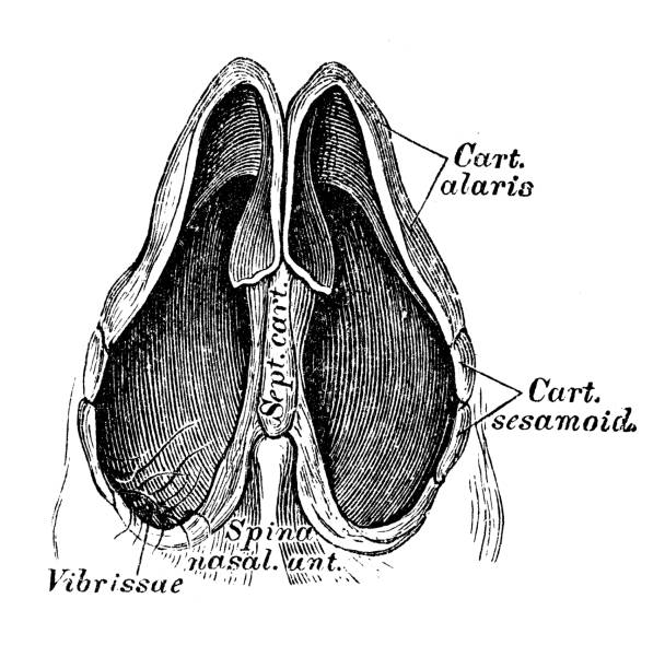 160+ Septum Nasal Foto Foto Stok, Potret, & Gambar Bebas Royalti Biology Diagrams