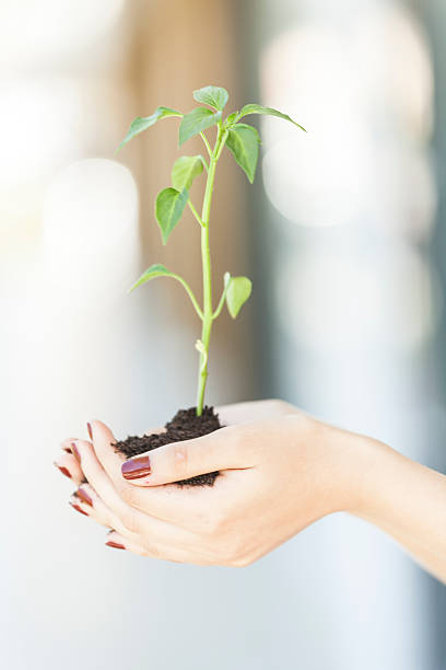 istock Transplant of a seedling female hands 529687244