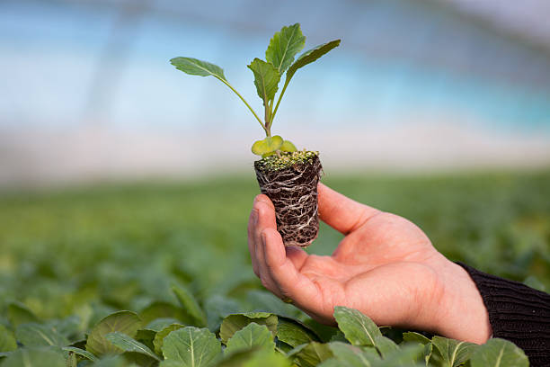 istock Human hands holding young plant with soil over blurred nature 529687426