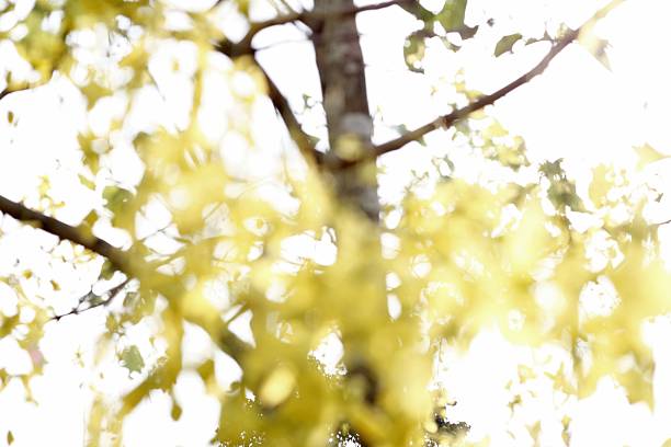 Blur of Golden Shower Tree