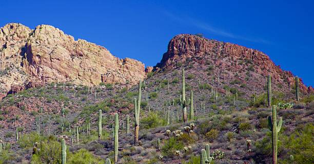 istock Arizona Desert Landscape 529688332
