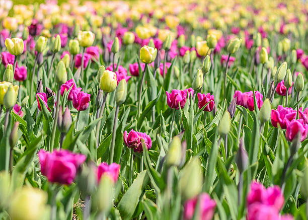 Tulip Field stock photo