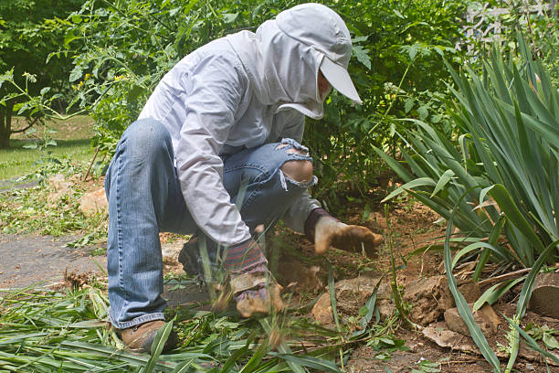 istock Weeding the Garden in Summer 529690309