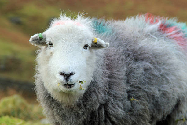 istock Close-up of a farm sheep 529690353