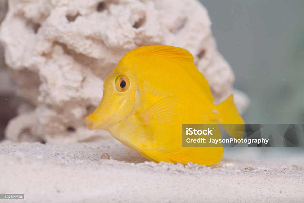 Yellow tang in underwater The yellow tang (Zebrasoma flavescens) is a saltwater fish species of the family Acanthuridae. It is one of the most popular aquarium fish. Animal Stock Photo