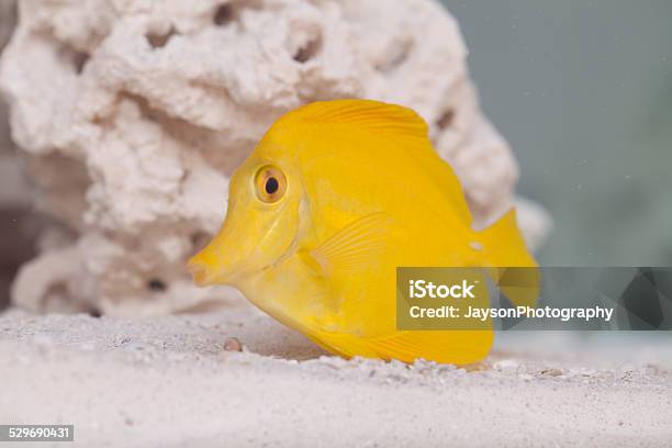 Yellow Tang In Underwater Stock Photo - Download Image Now - Animal, Animal Body, Animal Body Part